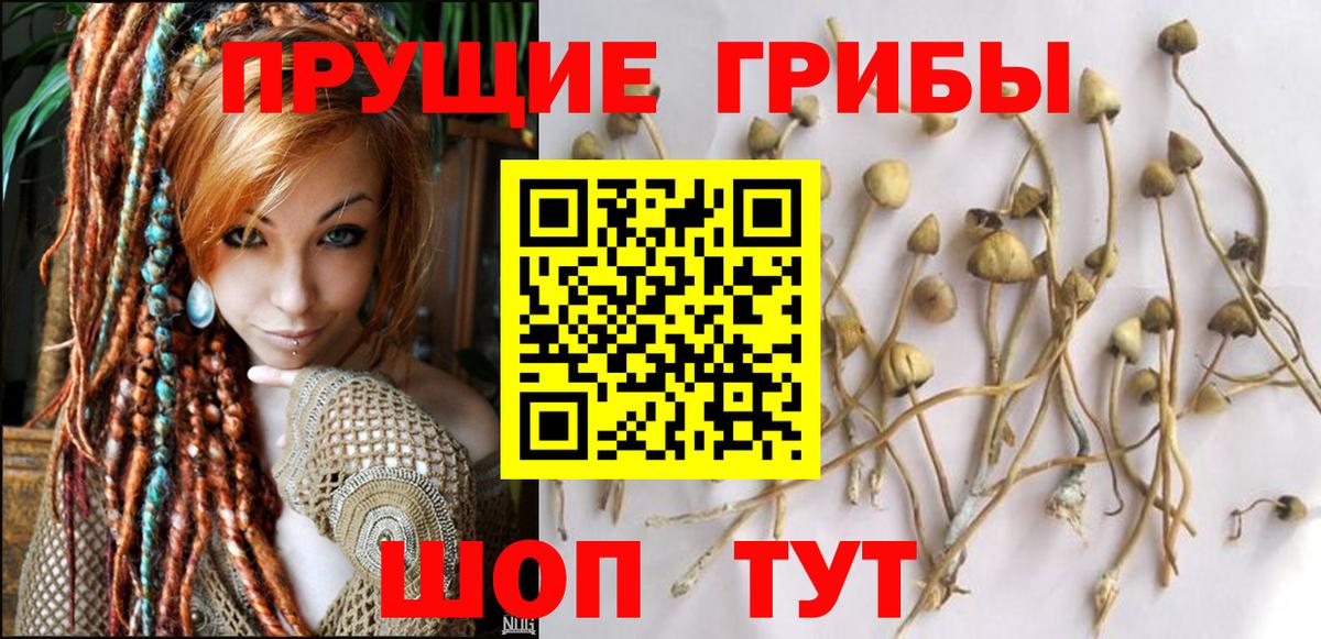 даркнет сайт  Вход с VPN  Новодвинск  Псилоцибиновые грибы прущие грибы 